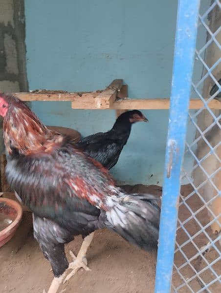 hens pairs ak martaba breed de hui ha 3