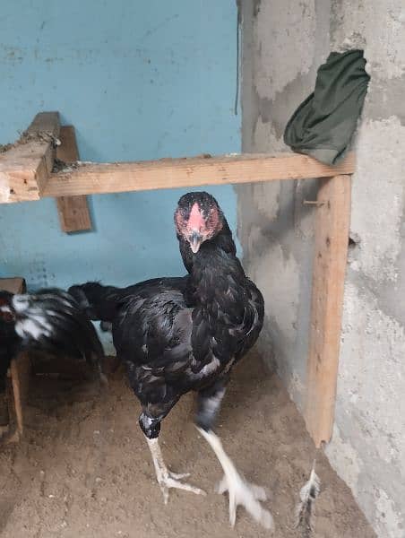 hens pairs ak martaba breed de hui ha 4