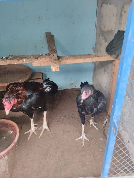 hens pairs ak martaba breed de hui ha 5