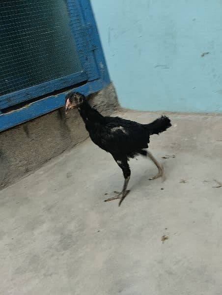 hens pairs ak martaba breed de hui ha 7