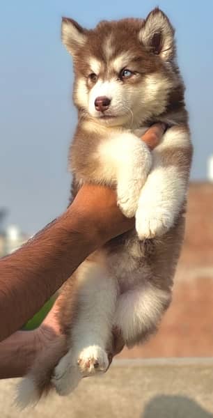 SIBERIAN HUSKY long coat pedigree puppy 0