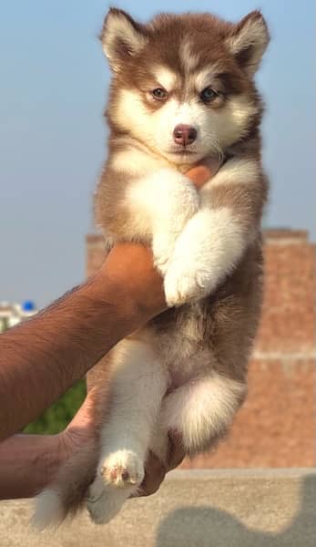 SIBERIAN HUSKY long coat pedigree puppy 1