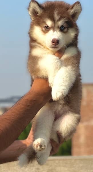 SIBERIAN HUSKY long coat pedigree puppy 2