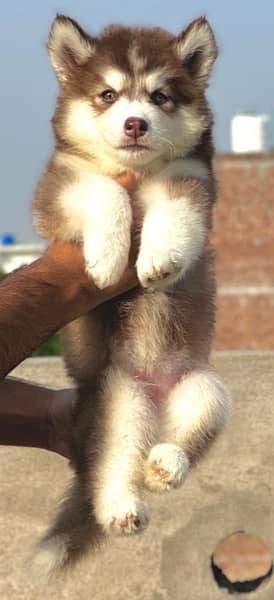 SIBERIAN HUSKY long coat pedigree puppy 3