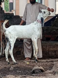 kheara desi bakra  urgent for sale no olx SMS call and whattsapp