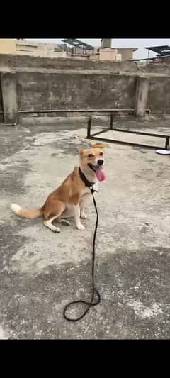 Basenji Heat pr ha Female 9 Month