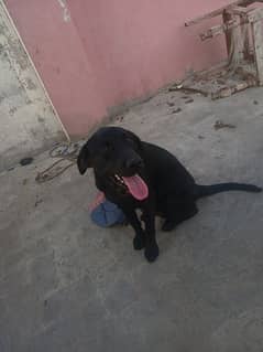 Labrador