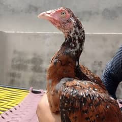 pure Rampuri female 03164912463