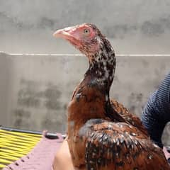 pure Rampuri female 03164912463