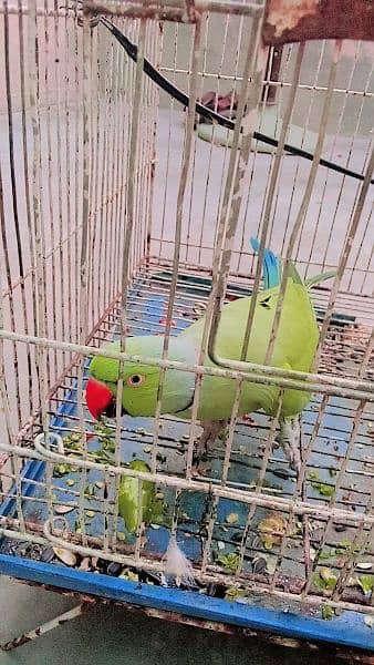 Green  parrots 1