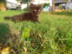 Persian kittens. . brownish black