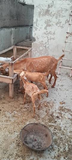 PURE DESI MMAKHI CHENI BAKRI WITH 2 KIDS MALE & FEMALE