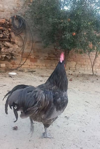 blue Australorp heritage turkey imported eggs breed 1