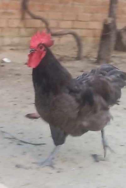 blue Australorp heritage turkey imported eggs breed 3