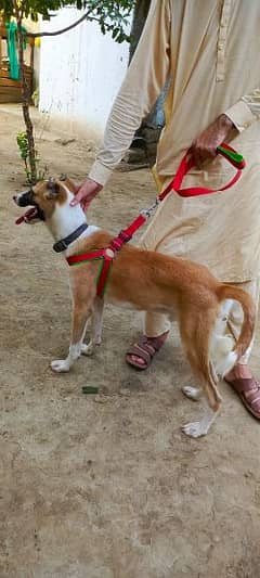 Turkish kangal active 6 month male dog