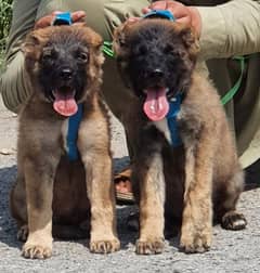 king kurdish kangal security dog pair 2 month for sale 0