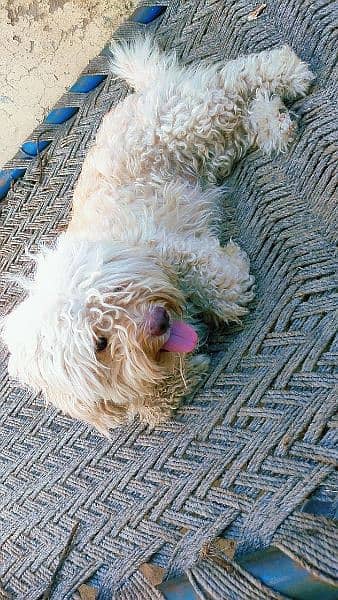 poodle age 3 year very loving care play full puppy 1