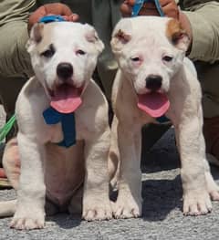 alabai security Dog 2 month pair for sale heavy bone