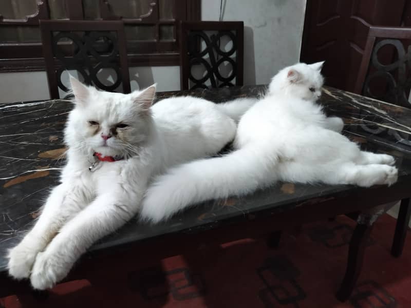 Persian cat 1