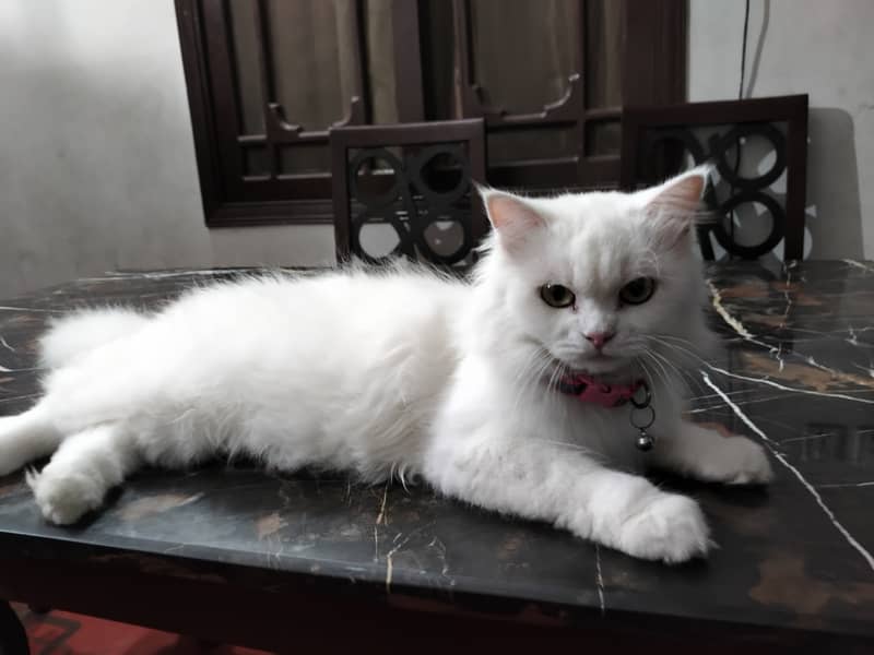 Persian cat 5