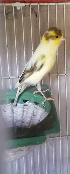 Canary Female For Sell