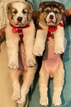 alabai security dog 2 month pair for sale heavy bone