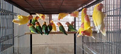 Green Fisher and Common Lutino Breeder Pairs | Lovebirds