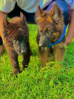 2.5 month age long court German shepherd brown and black color