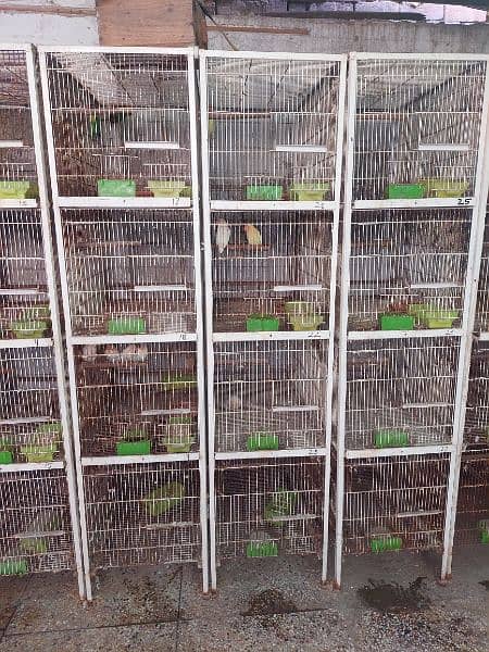 lovebird Cages 1