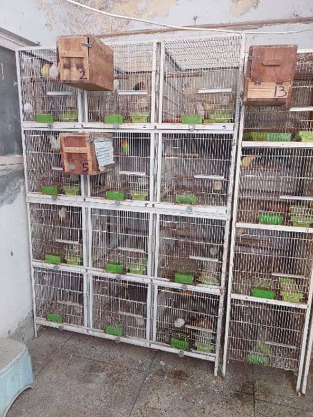 lovebird Cages 2