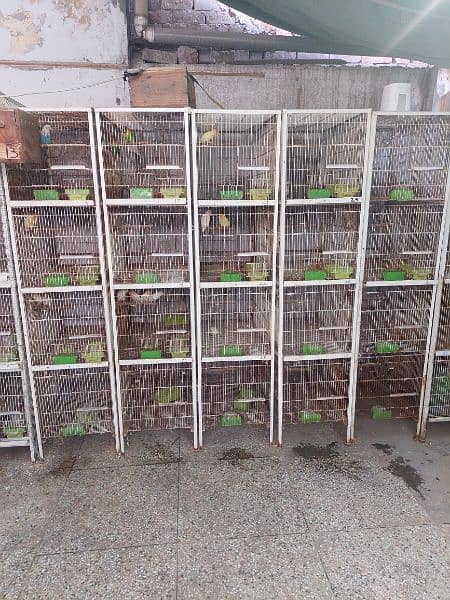 lovebird Cages 3