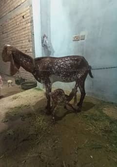 bakri sath male bacha