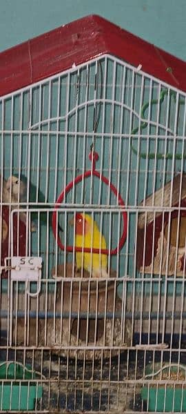 Pair of Lovebirds with Cage 1