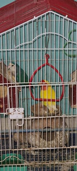 Pair of Lovebirds with Cage 2