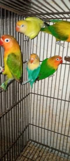 love birds for sale