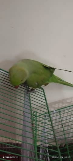 Parrot for sale