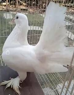 Pigeon