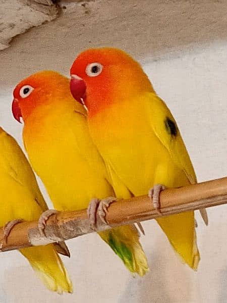 love birds cockatiel chicks breeders for sale 1