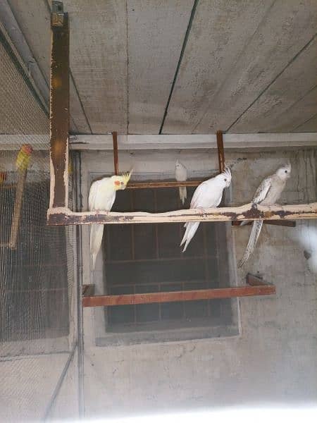 love birds cockatiel chicks breeders for sale 3