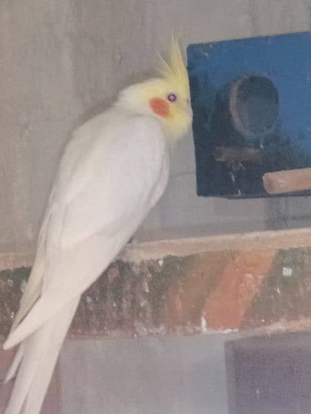 love birds cockatiel chicks breeders for sale 4