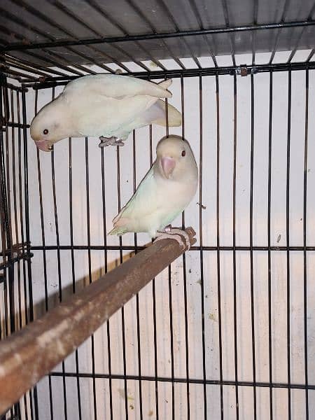 love birds cockatiel chicks breeders for sale 5