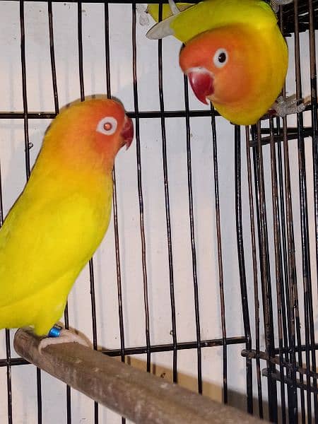 love birds cockatiel chicks breeders for sale 6