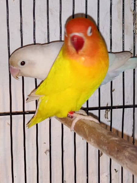 love birds cockatiel chicks breeders for sale 7