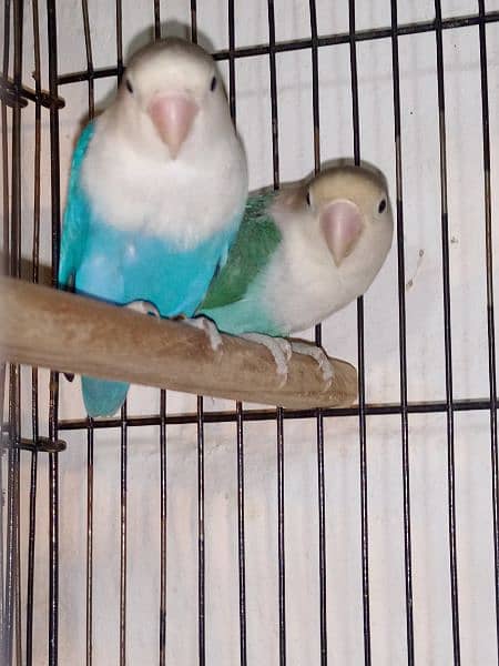 love birds cockatiel chicks breeders for sale 8