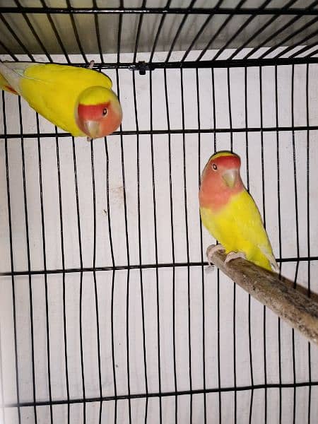 love birds cockatiel chicks breeders for sale 9