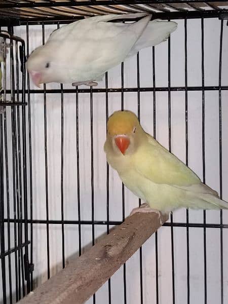 love birds cockatiel chicks breeders for sale 10