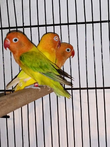 love birds cockatiel chicks breeders for sale 11