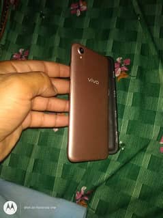 vivo