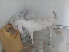 Rajanpuri bakri /goat