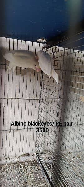 Lovebirds Breeder pair Avalaible for sale 1